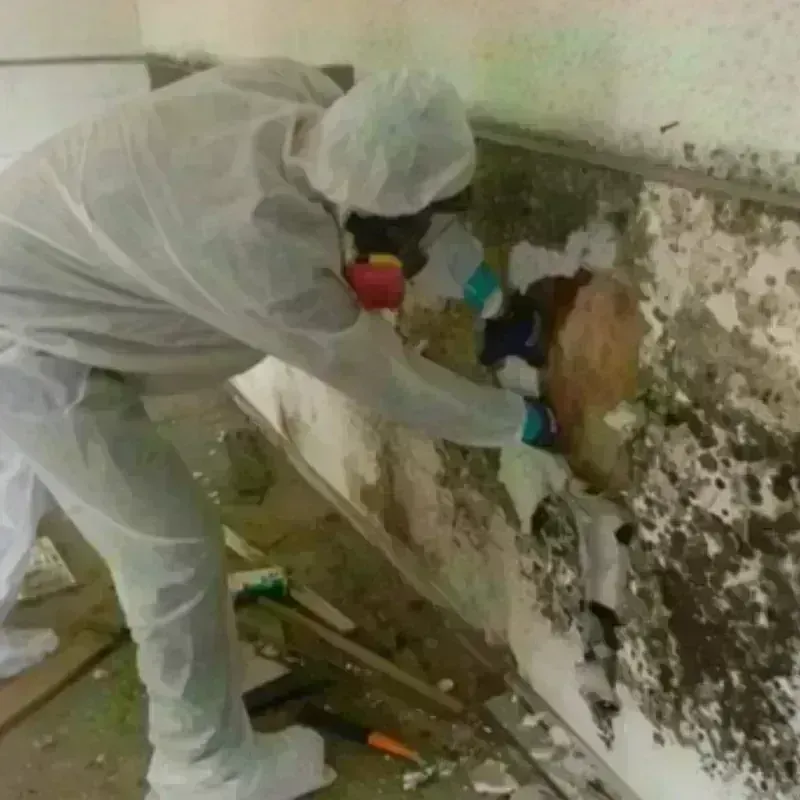 Mold Remediation and Removal in Towner, ND